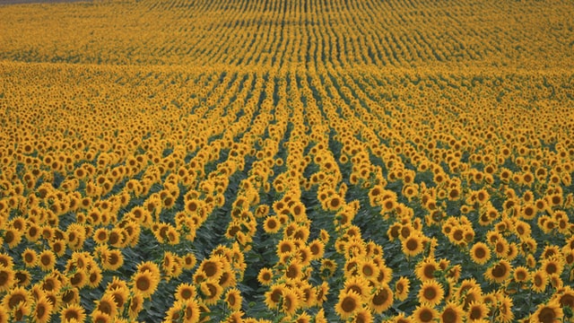 The Benefit of Sunflower Oil in Meal Replacement Shakes