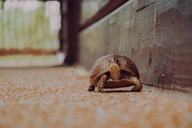 Can You Stop or Slow Down Sarcopenia?